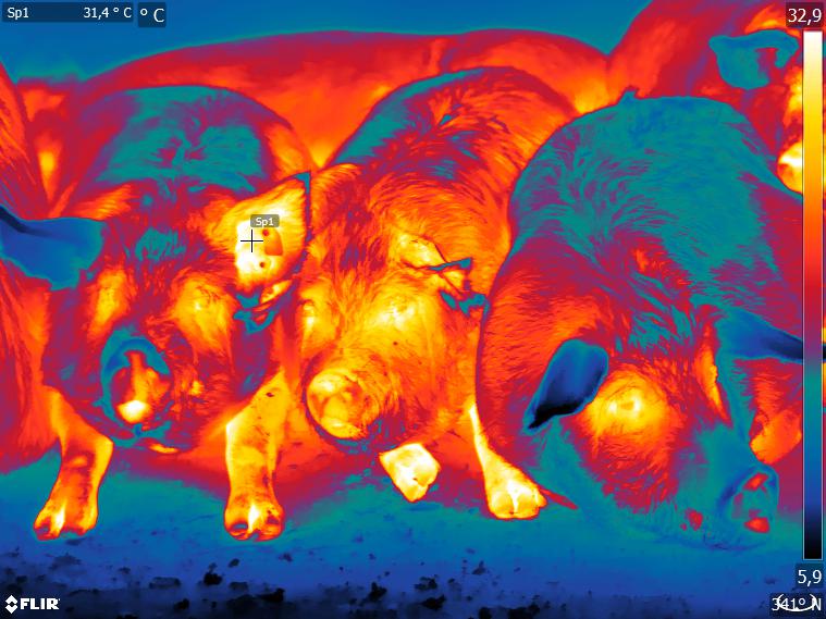 Hohe Temperaturen im Stall, können für Schweine gefährlich werden, da sie überschüssige Wärme nur schlecht nach Außen abgeben können - Quelle © BLE