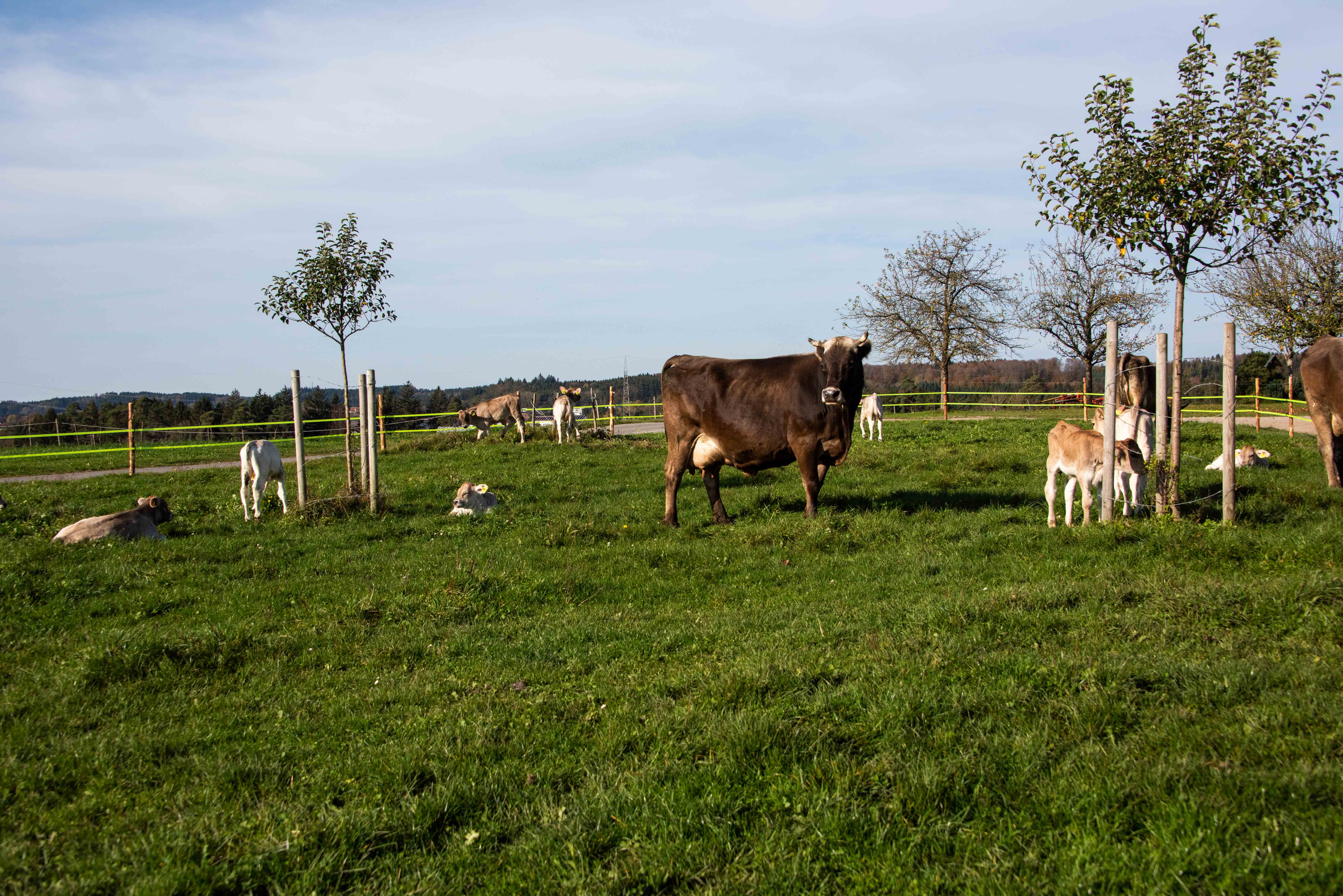 Kuh und mehrere Kälber auf der Weide, sitzend und stehend