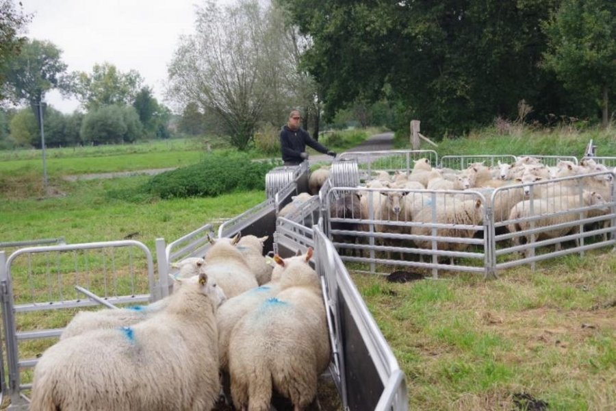 Eine Gruppe Schafe wird mit Hilfe eines Gatters durch eine Sortieranlage getrieben. Ein Schäfer steht bei der Anlage. 