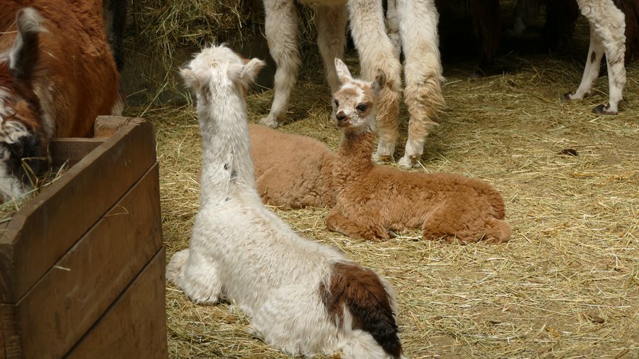 Neugeborene Lamas auf dem Stallboden sitzend