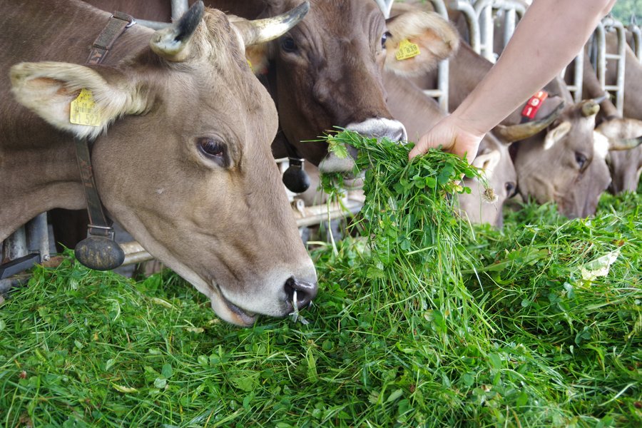 Kuh bekommt frisches Gras mit der Hand gereicht.