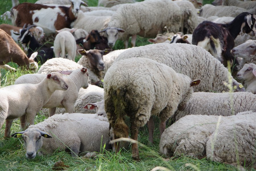 Schafe mit stark verschmutzten Schwänzen