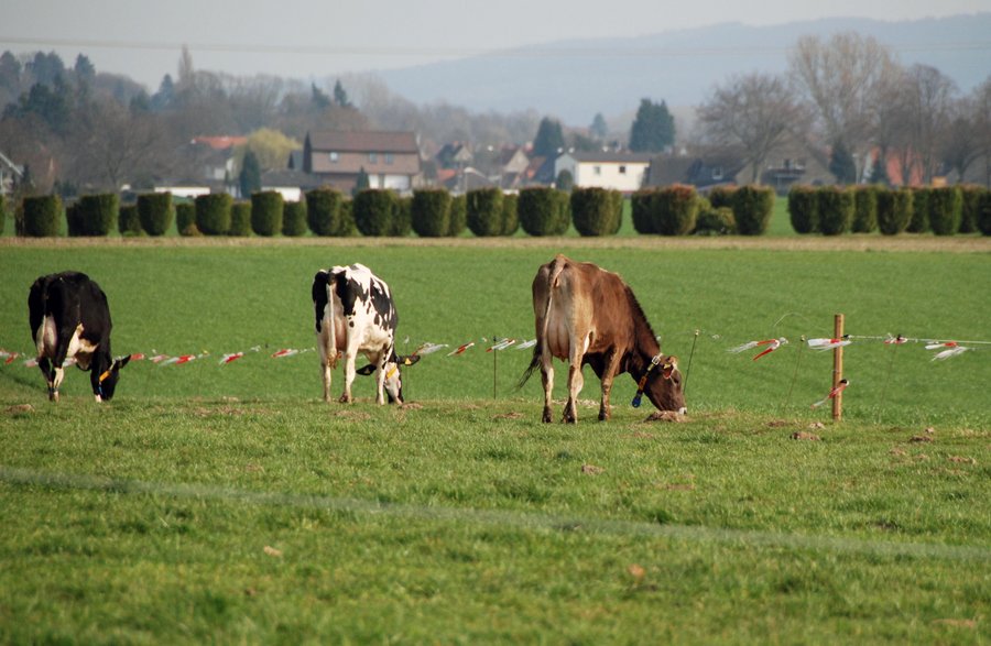 Milchkühe stehen auf einer Weide