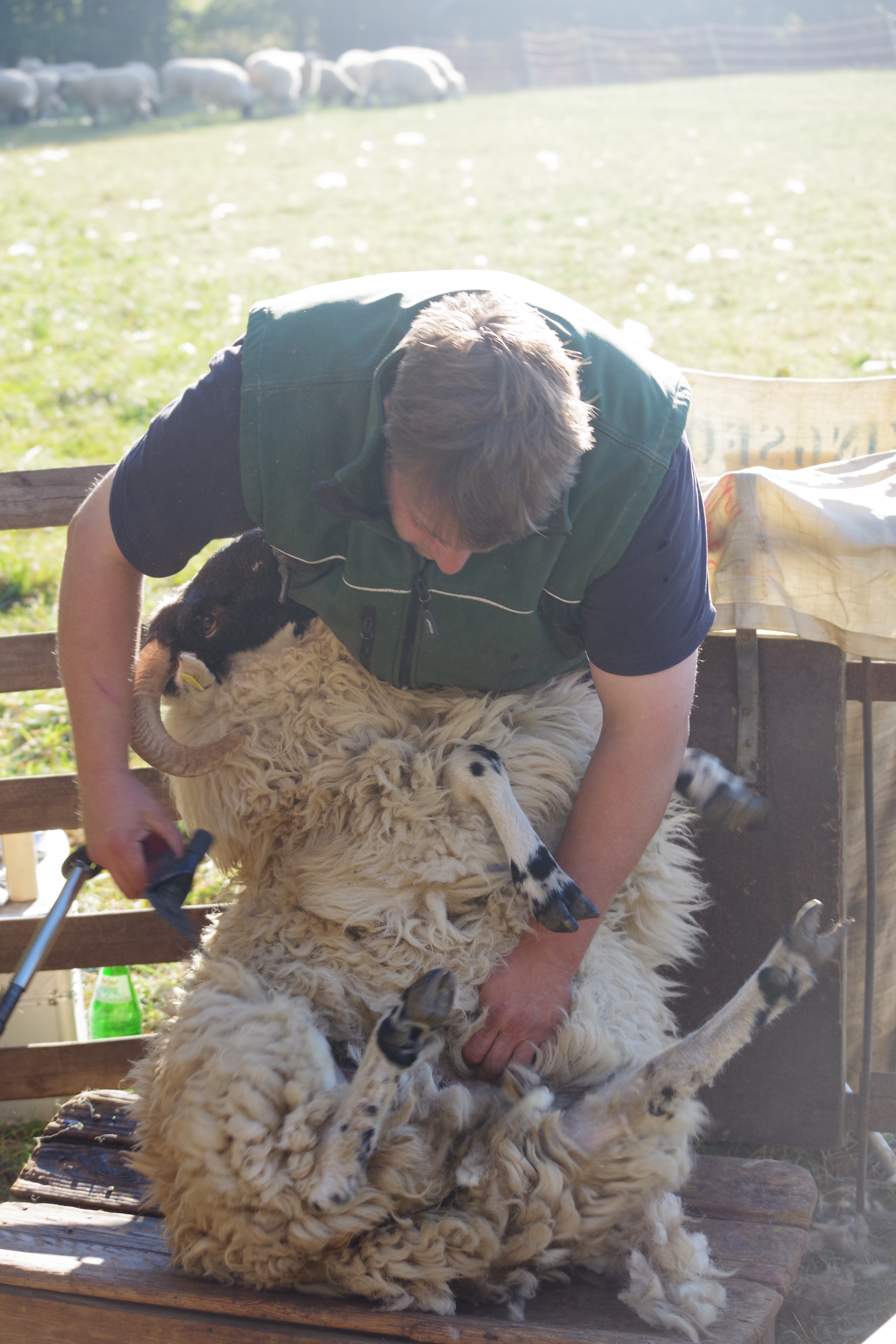 Schäfer beugt sich über ein Schaf. In der rechten Hand hält er eine Schermaschine, um die Hinterpartie des Tieres zu scheren.  