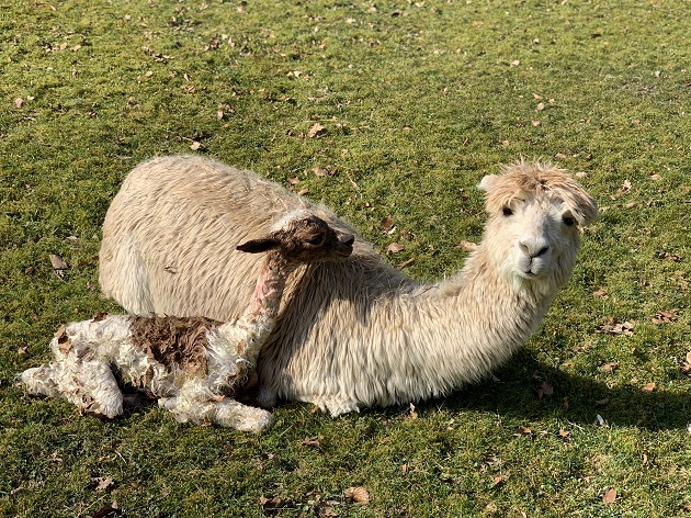 Alpaka mit neugeborenen Cria sitzend, halb liegend auf einer Wiese